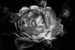 (2 nd) Advanced~George Lea~English Rose