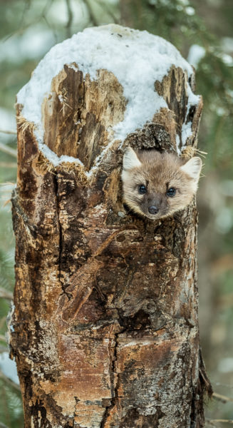 (3 rd) Advanced~John Norvell~Pine Marten At Home