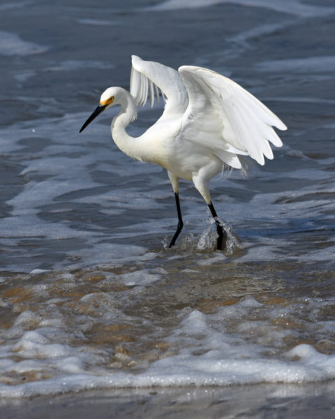 (3 rd) Novice~Karen Goldman~Showy Snowy Egret In Surf