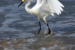 (3 rd) Novice~Karen Goldman~Showy Snowy Egret In Surf