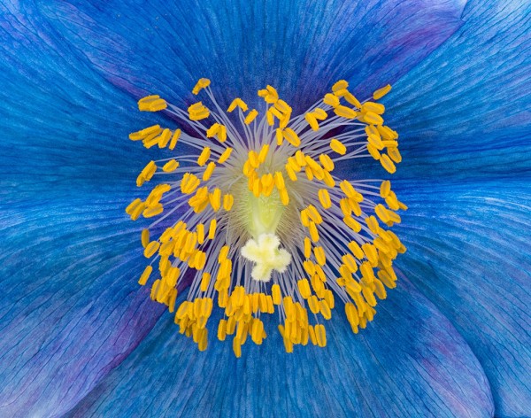 Advanced~Jim Turner~Blue Poppy