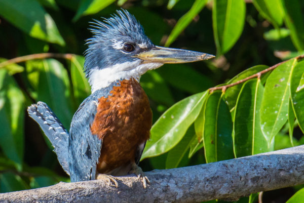 Advanced~Suzanne_Dater~Brazilian_Blue_Kingfisher