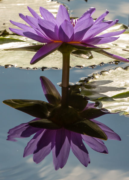 Water Lily