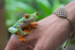 Frog on the Hand