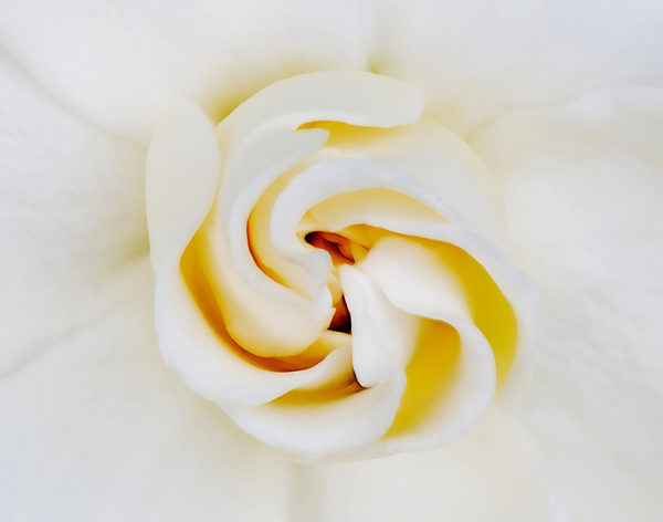 White Gardenia