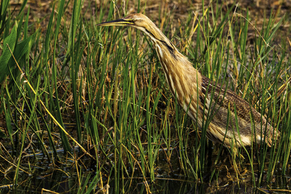 CO2~1~Advanced~Margaret~Sprott~American_Bittern~55