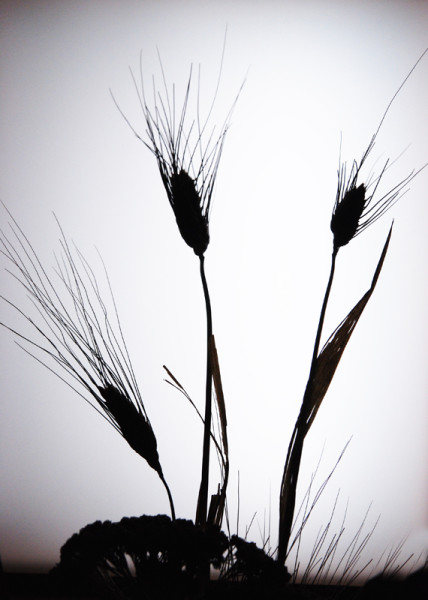 CO2~2~Advanced~Margaret~Sprott~Silhouette_Of_Weeds~68