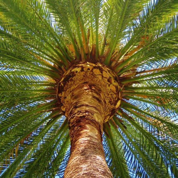 Mighty palm, Pomona College April 2011