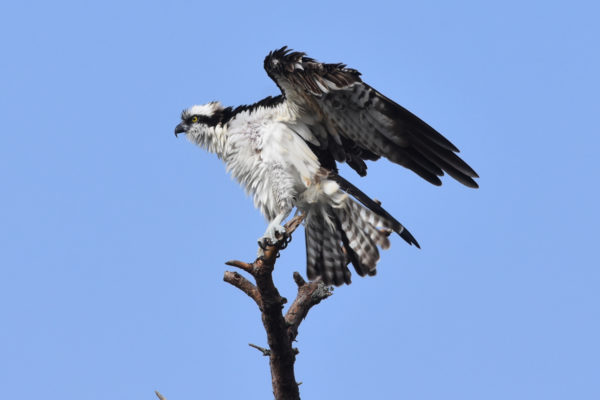 CO2~2~Novice~Karen~Goldman~Osprey_Honeymoon_Island_Fl~67