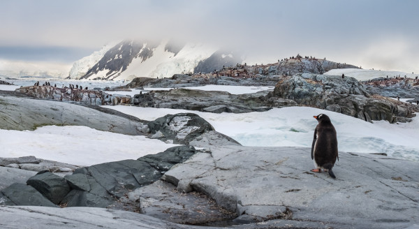 'Lonesome Penguin' by John Norvell. Advanced Digital, 2nd Place.