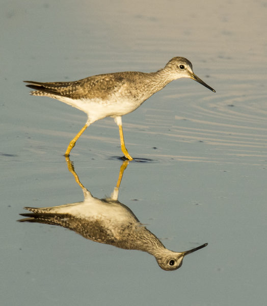 CO4~1~Advanced~Margaret~Sprott~Lesser_Yellowlegs~56