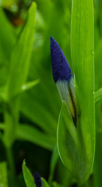 'Blue Bud; Green Leaves' by Emma Beatty Howells