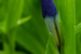 Blue Bud; Green Leaves