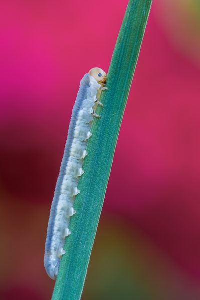 co42advancedsawfly_larva78