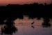 CO4~2~Novice~Quentin~Fisher~Ibis_Fishing_At_Sunset~16
