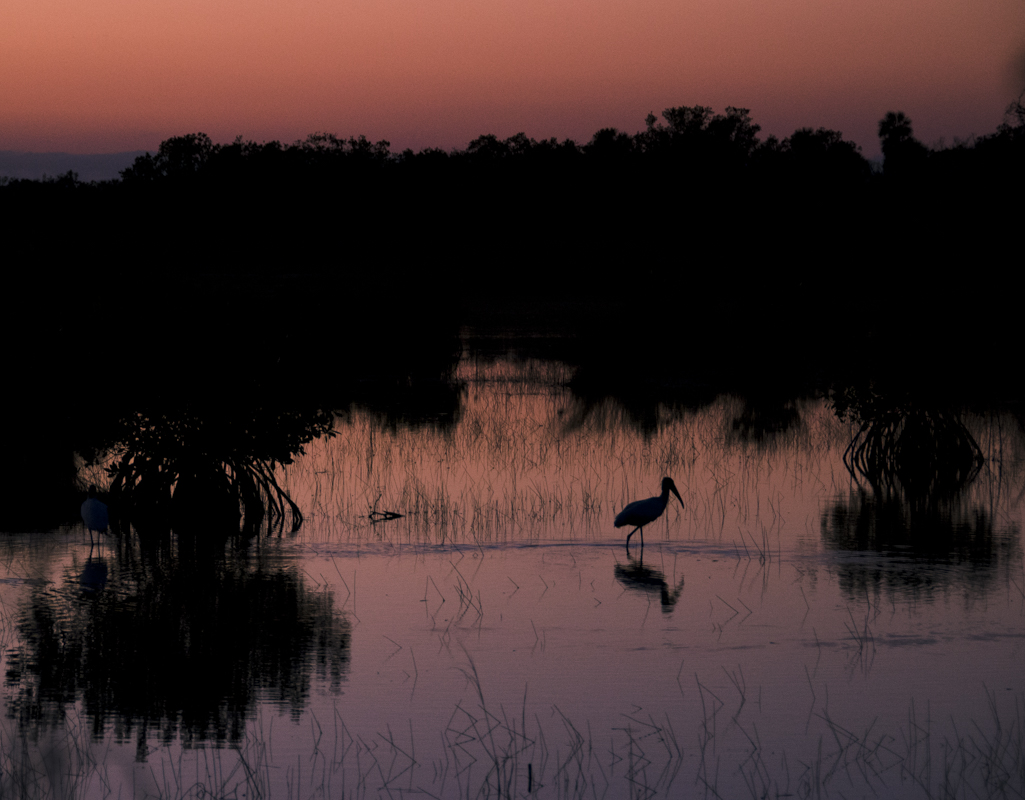 CO4~2~Novice~Quentin~Fisher~Ibis_Fishing_At_Sunset~16