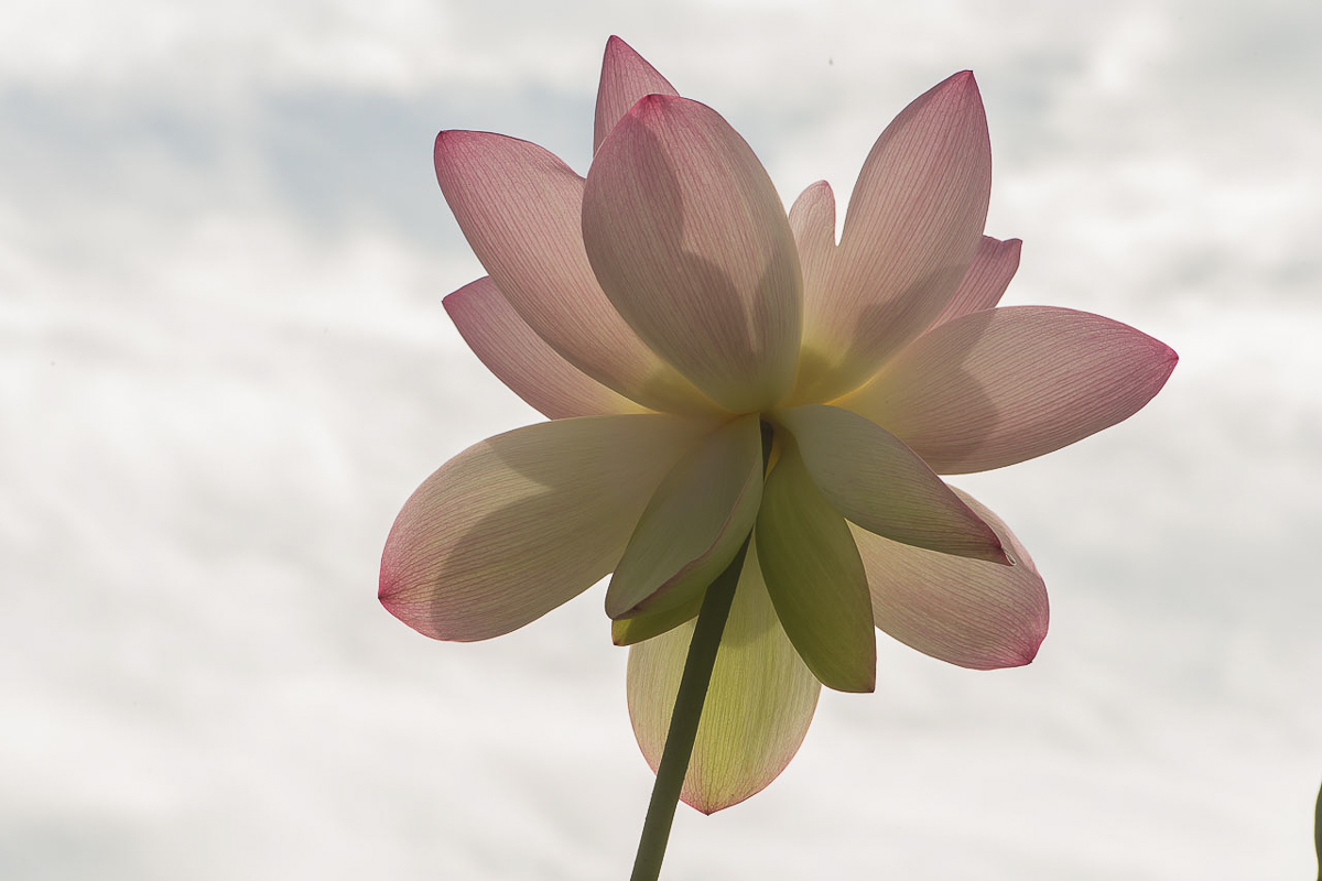 (HM) Advanced~Dale Lewis~Lotus Flower