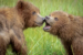 (HM) Advanced~Kay Norvell~Brown Bear Cubs