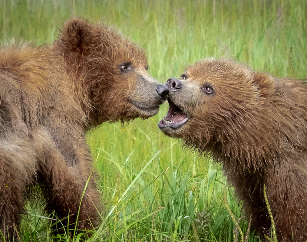 (HM) Advanced~Kay Norvell~Brown Bear Cubs