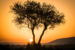 (HM)Novice~Nathanael Lee~Maasai Mara Sunset