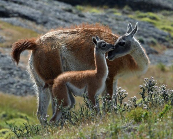 Novice~Karen_Goldman~Guanaco_Bonding_With_Baby