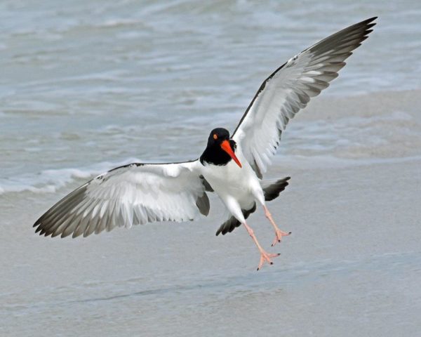 Novice~Karen_Goldman~Oystercatcher’s_Swift_Landing